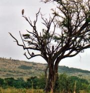  Masai Mara